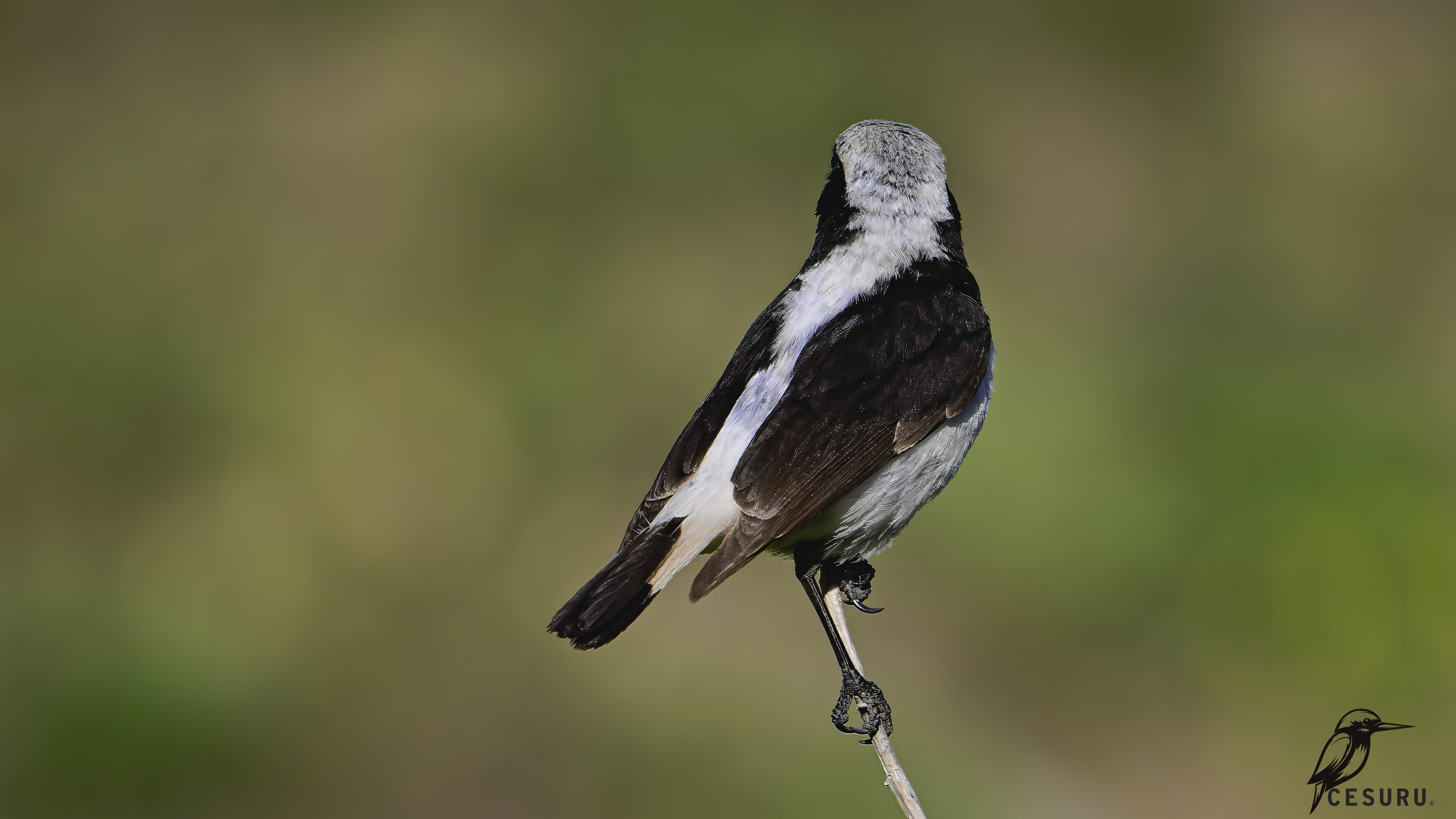 Finsch`s Wheatear