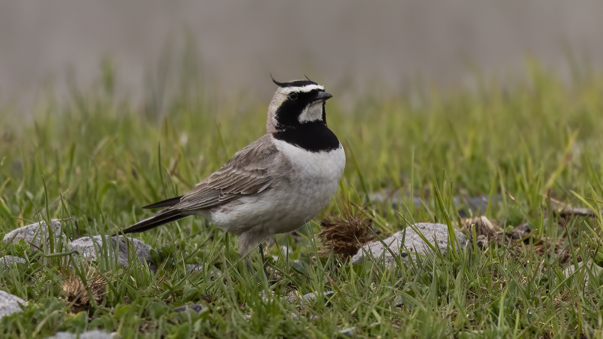 Kulaklı toygar » Horned Lark » Eremophila alpestris
