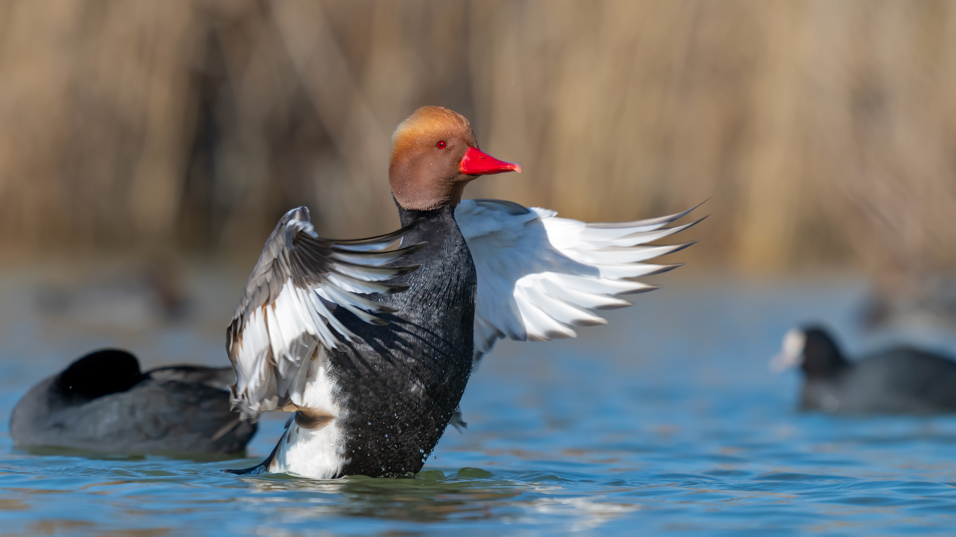 Red-crested Pochard