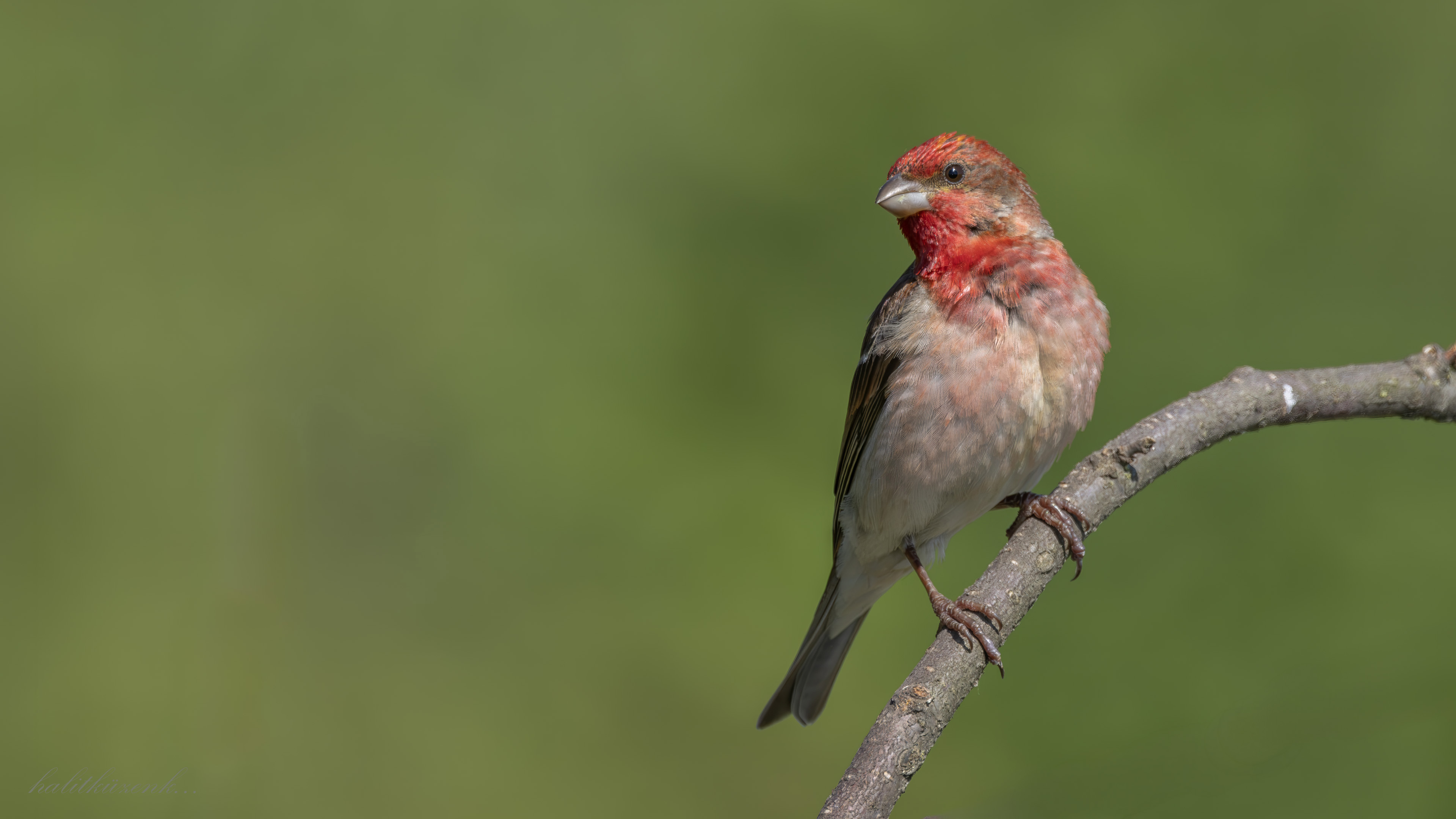 Common Rosefinch
