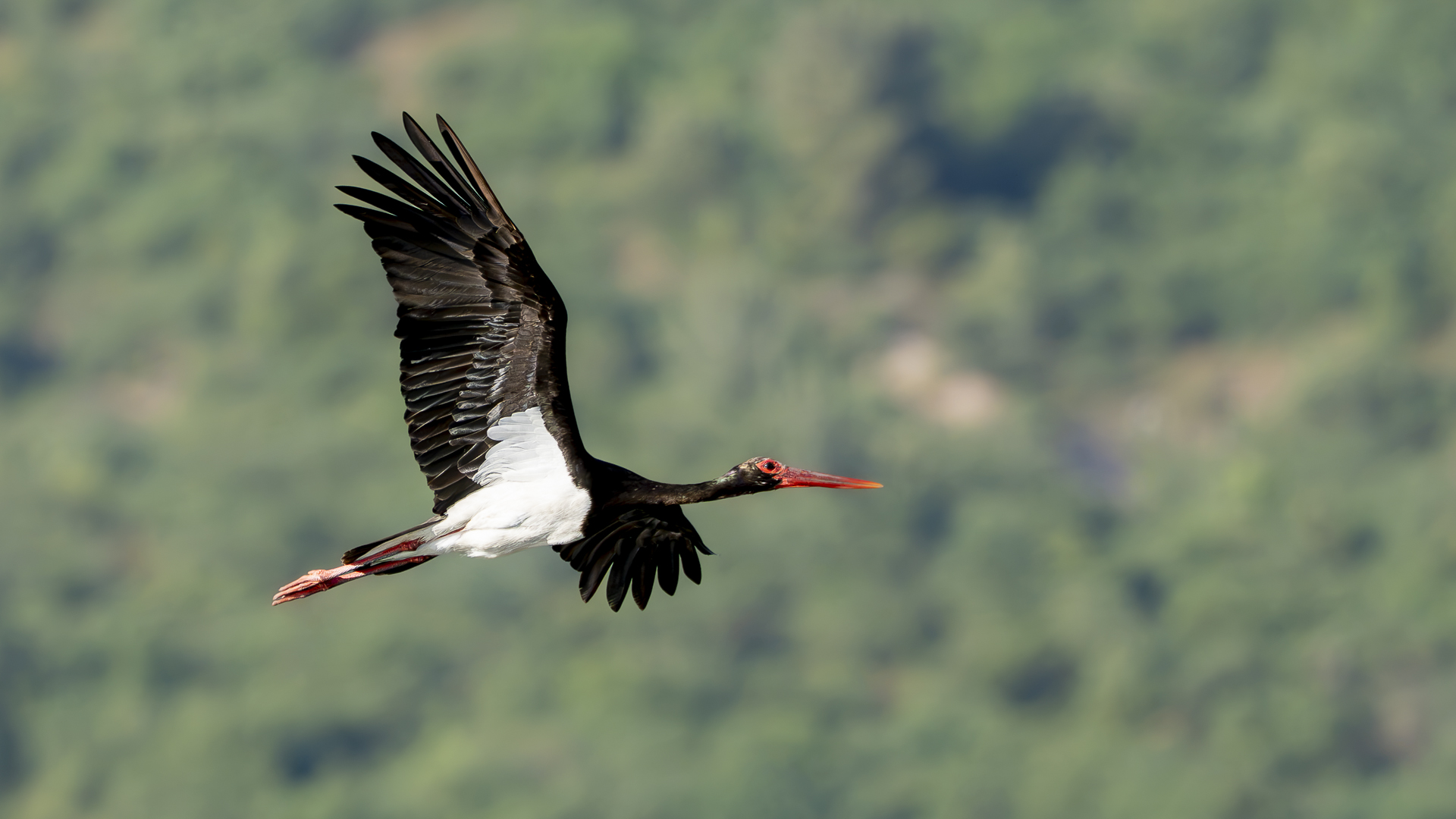 Kara leylek » Black Stork » Ciconia nigra