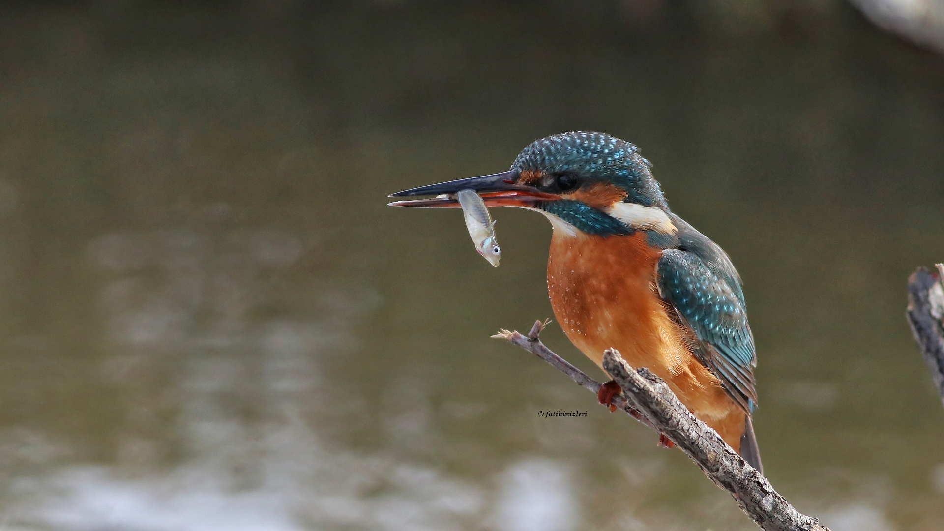 Common Kingfisher