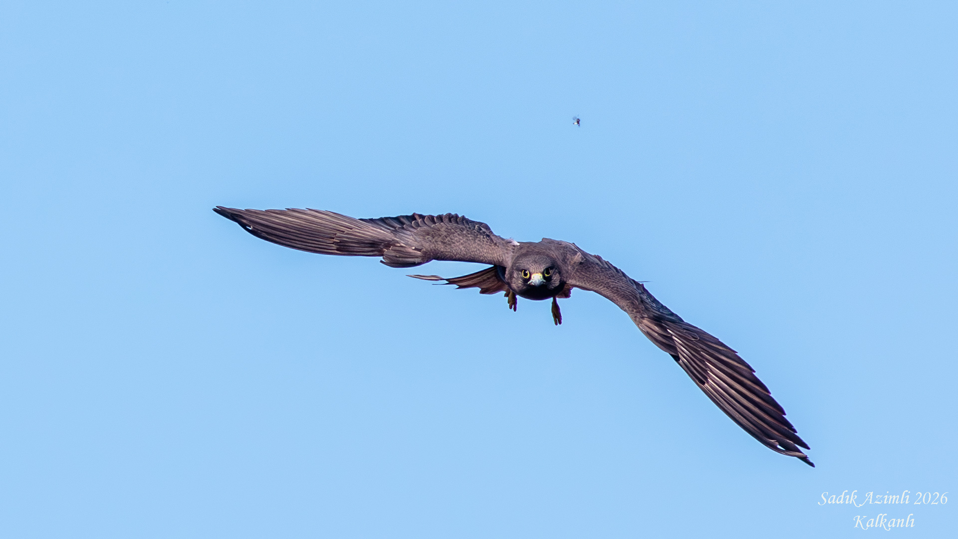 Eleonora`s Falcon