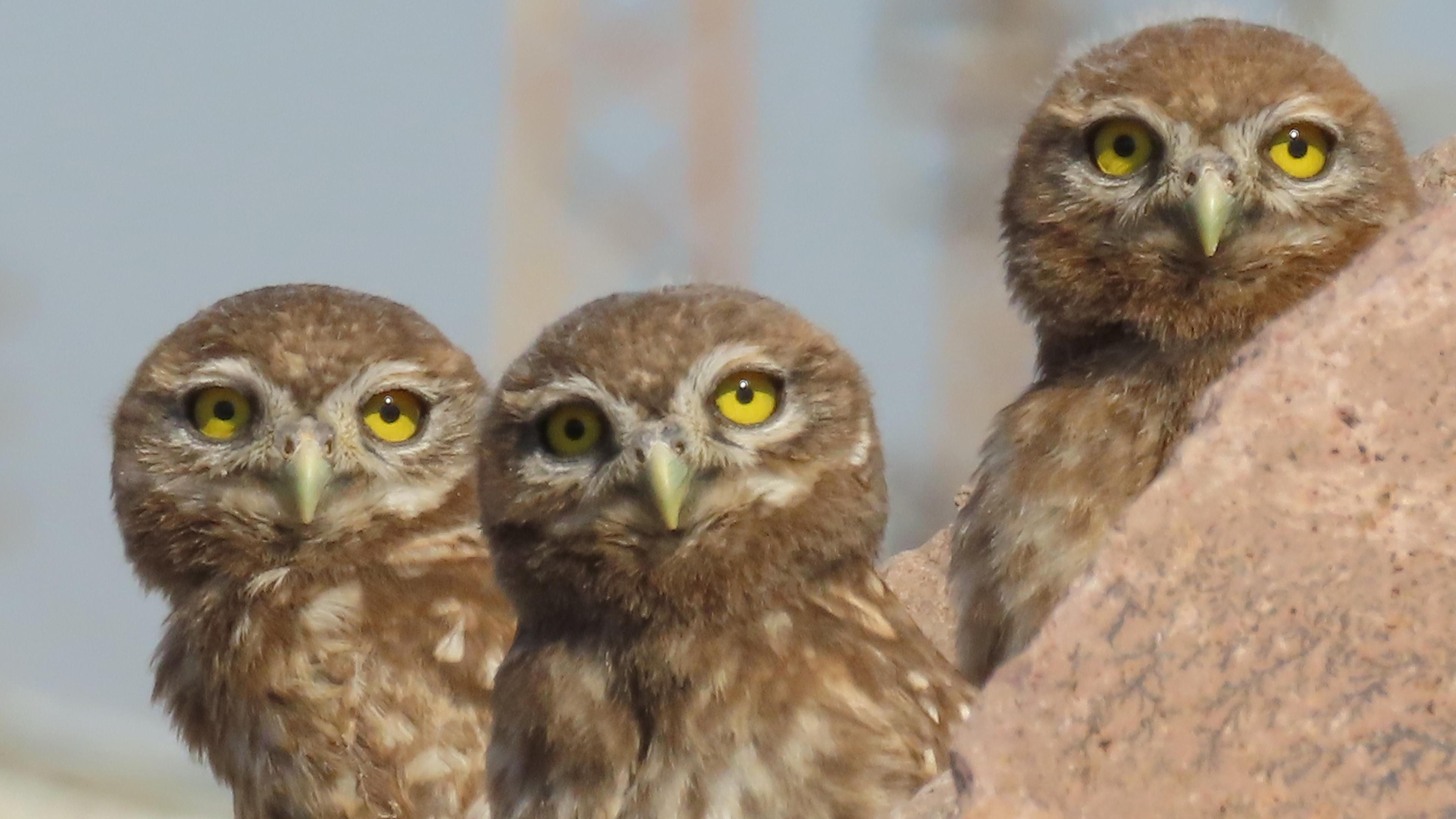 Little Owl