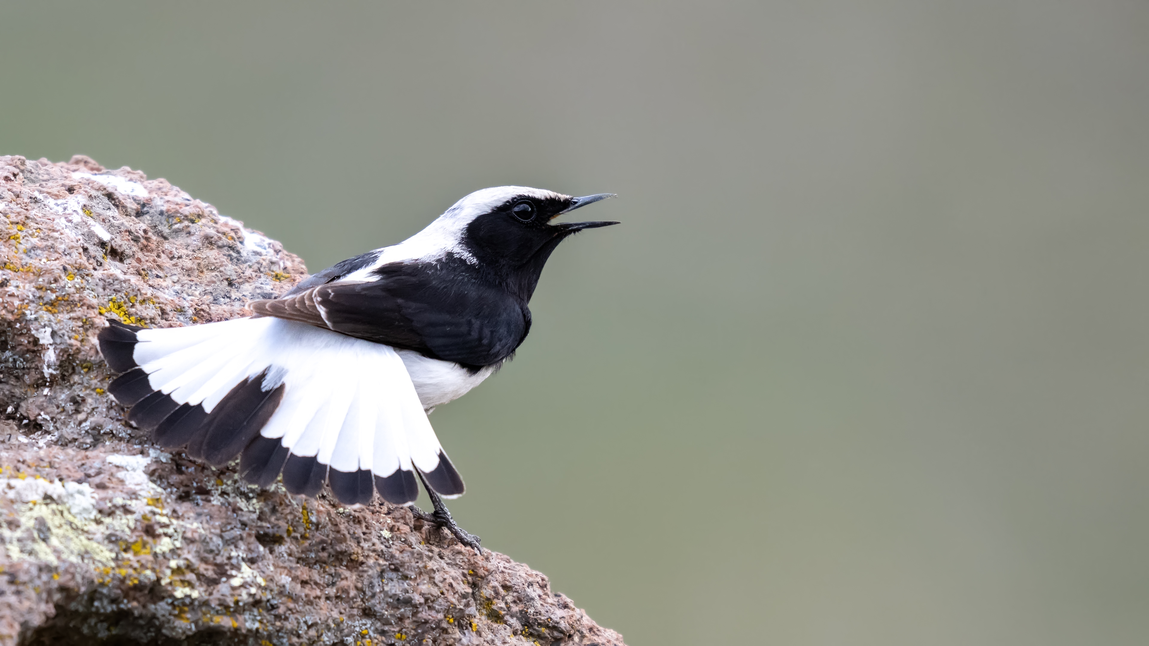 Finsch`s Wheatear