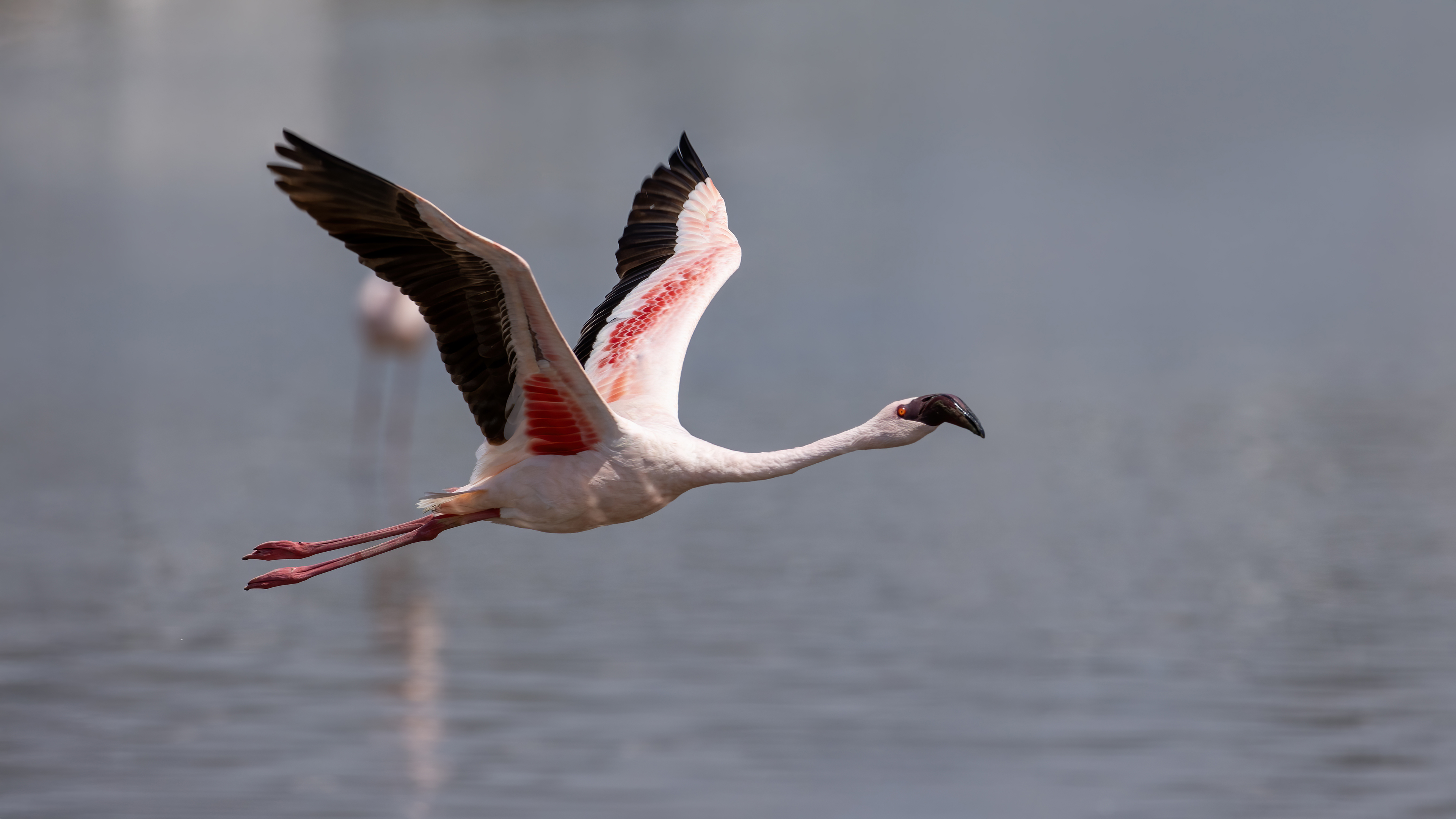 Küçük flamingo