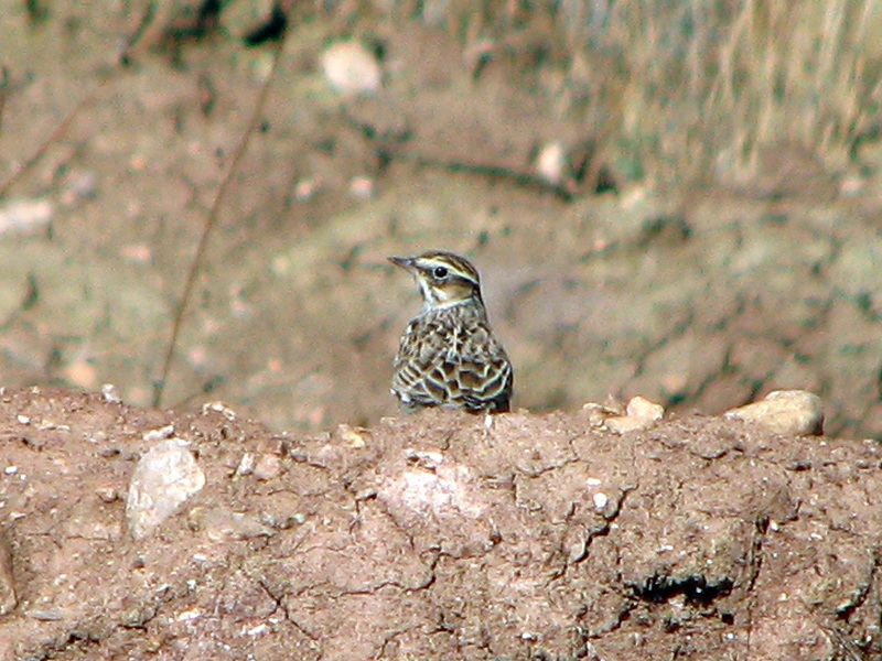 Orman toygarı