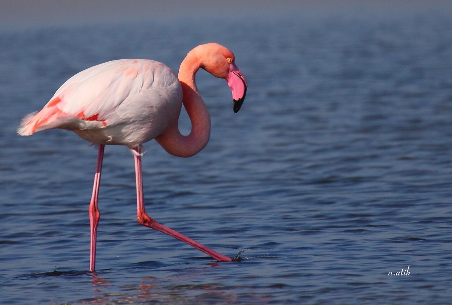 Flamingo