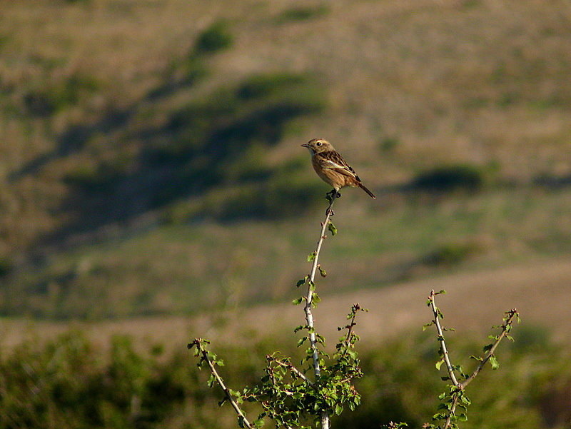 Taşkuşu