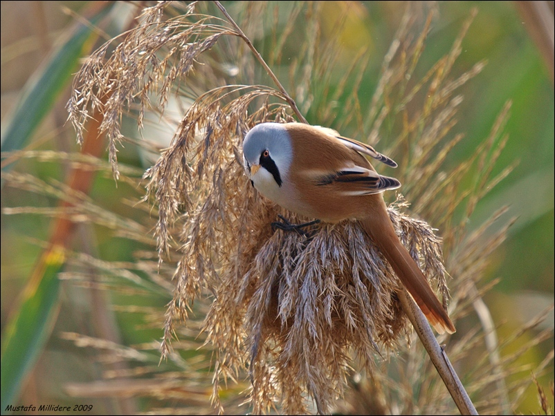 Bıyıklı baştankara