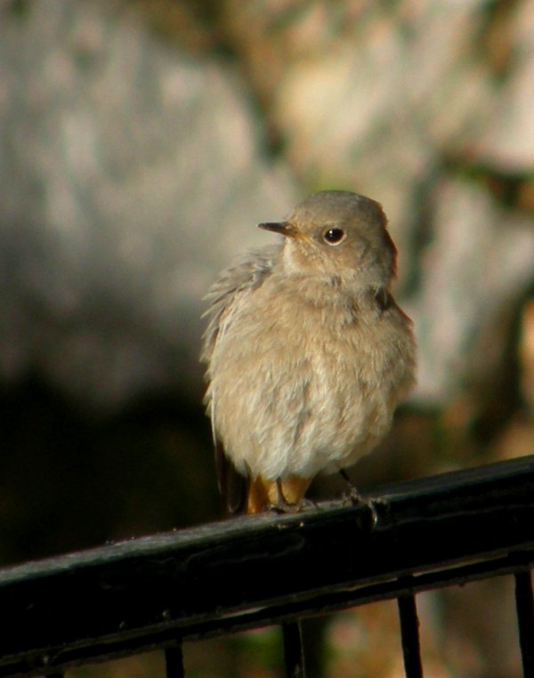 Kara kızılkuyruk