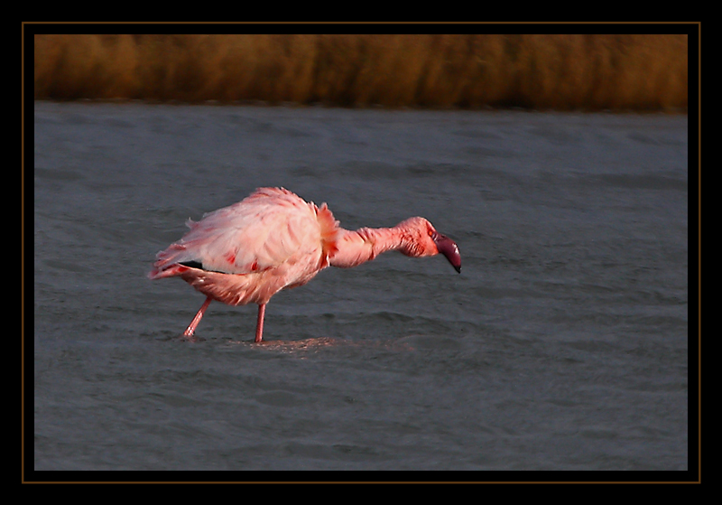 Küçük flamingo