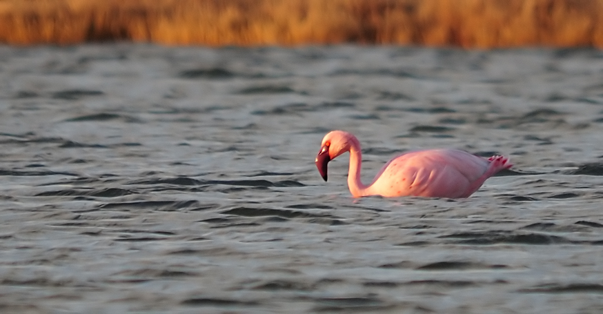 Küçük flamingo