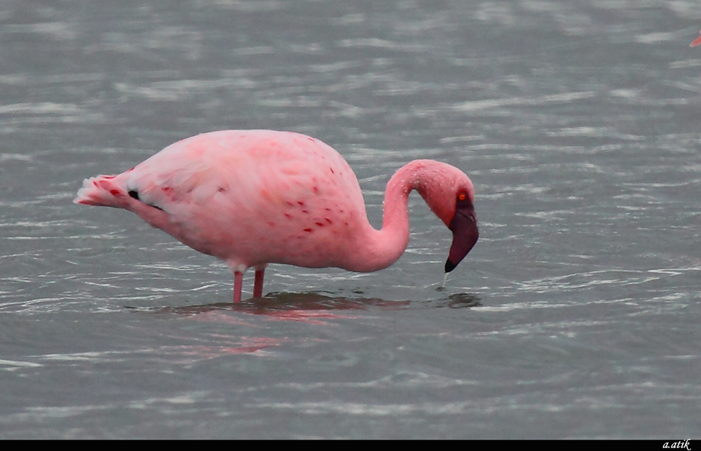 Küçük flamingo