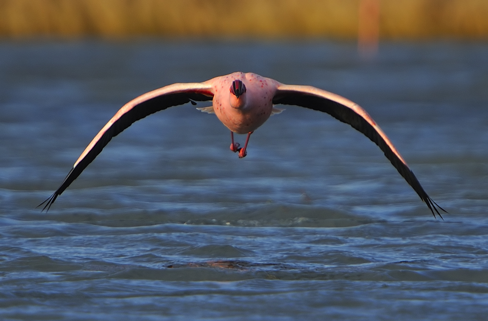 Küçük flamingo