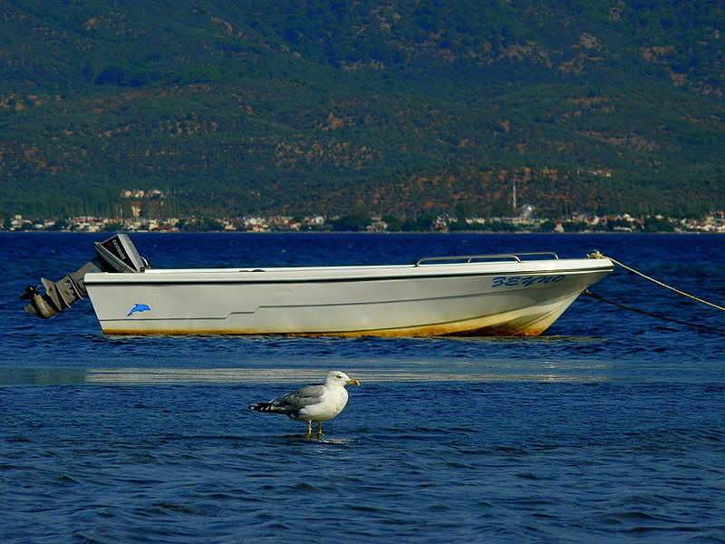 Gümüş martı