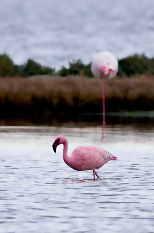 Küçük flamingo