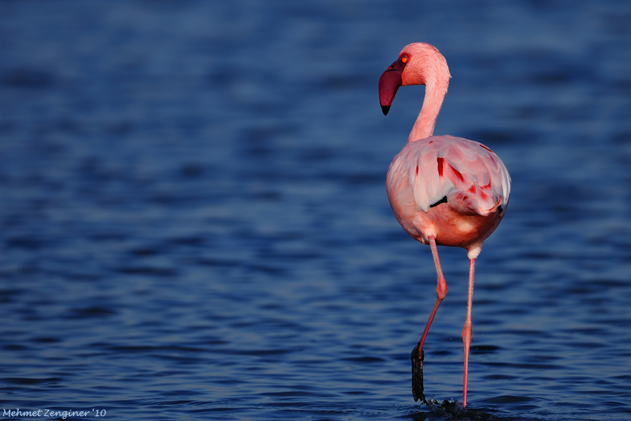 Küçük flamingo