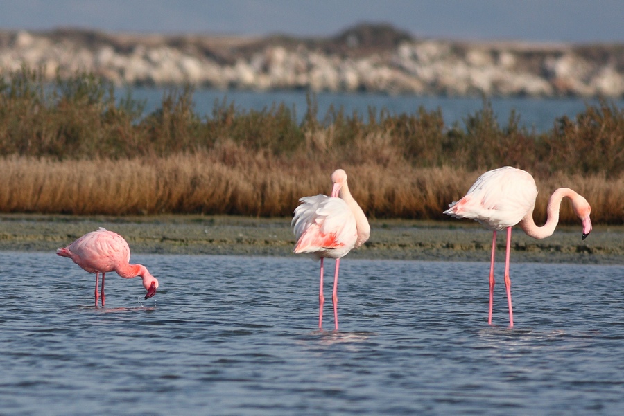 Küçük flamingo