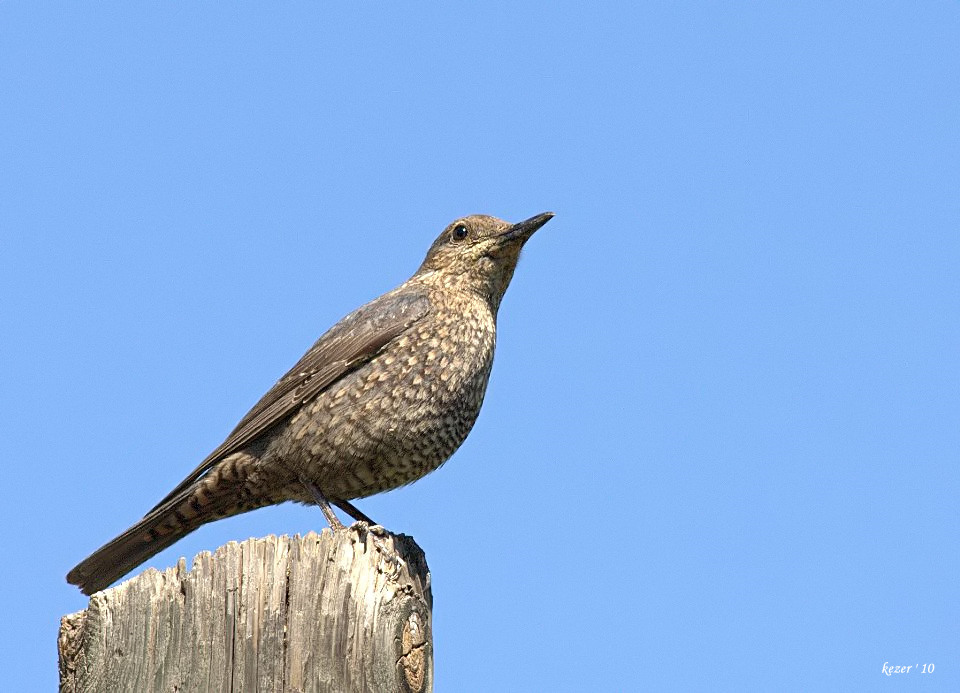 Gökardıç