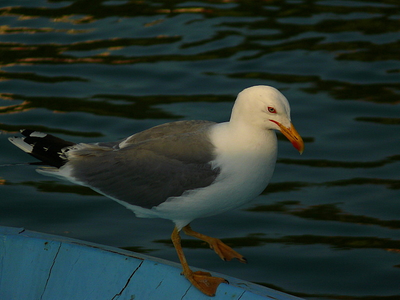 Gümüş martı