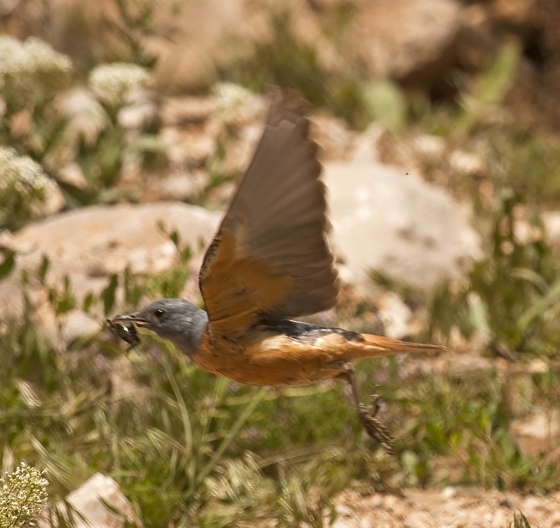 Taşkızılı