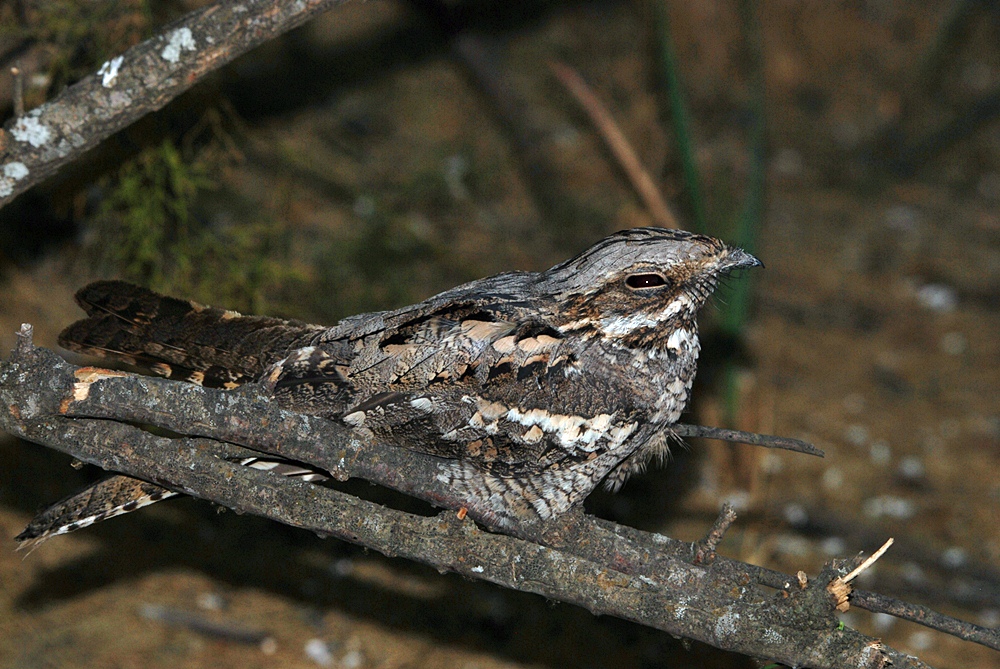 Çobanaldatan