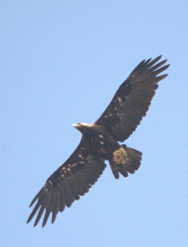 Şah kartal