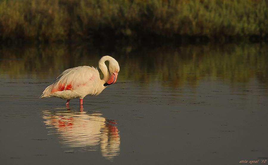 Flamingo