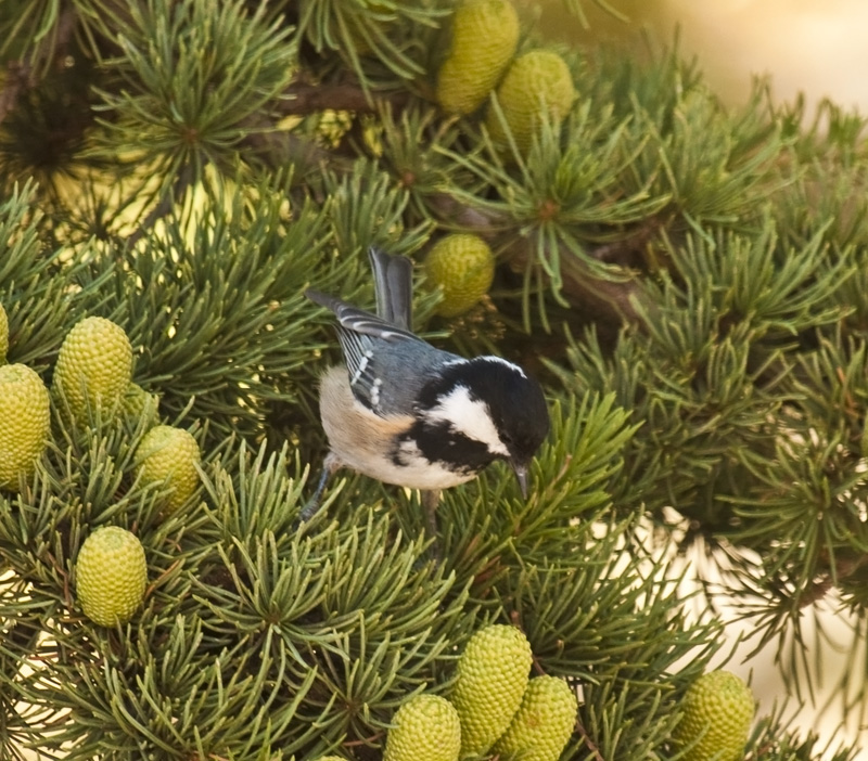 Çam baştankarası