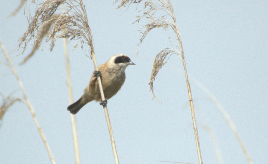 Çulhakuşu