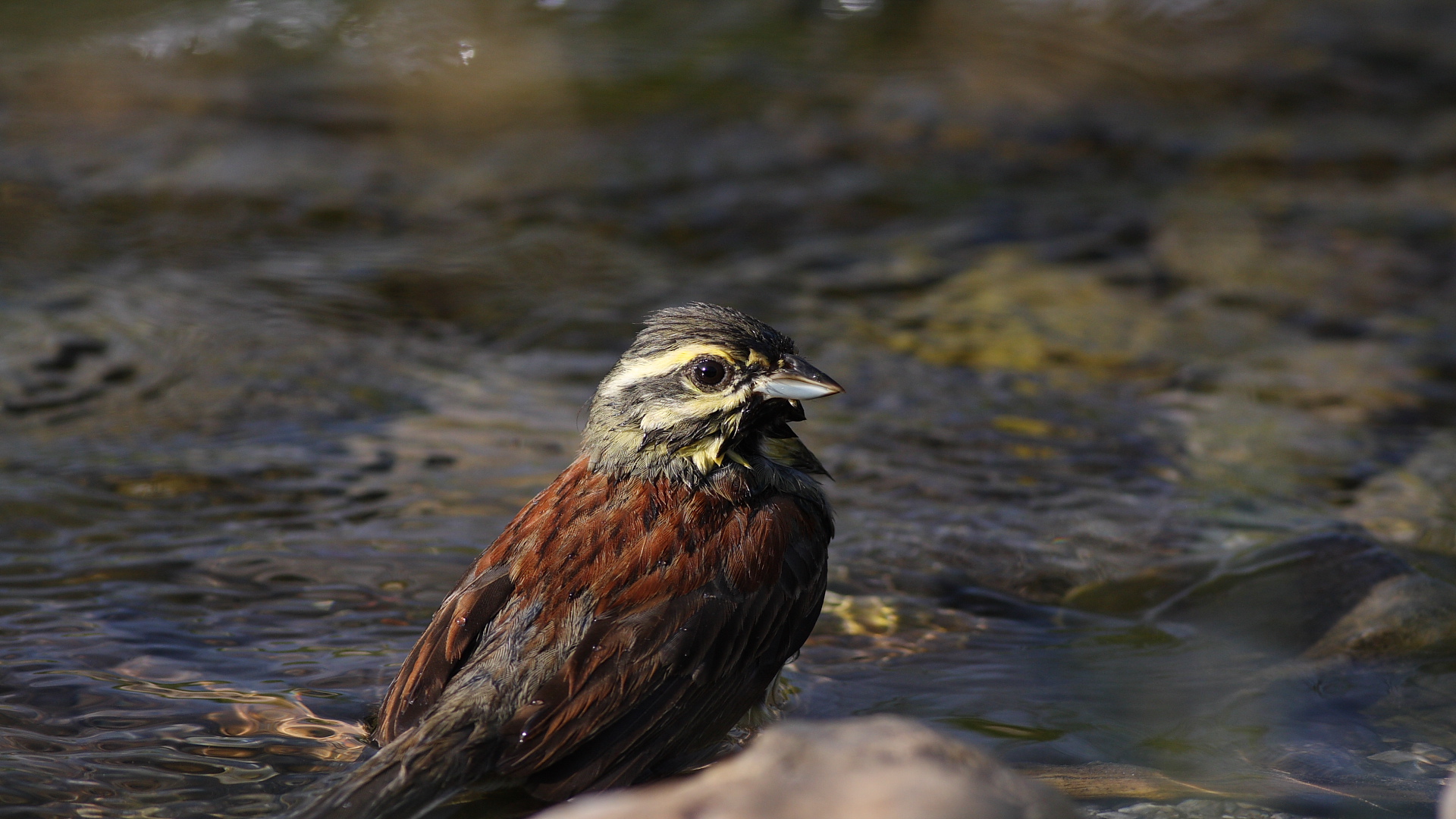 Bahçe kirazkuşu » Cirl Bunting » Emberiza cirlus