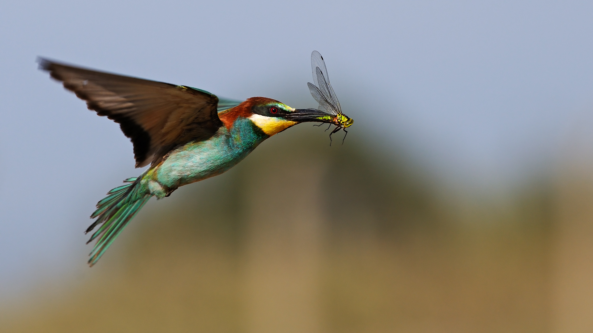 Arıkuşu » European Bee-eater » Merops apiaster