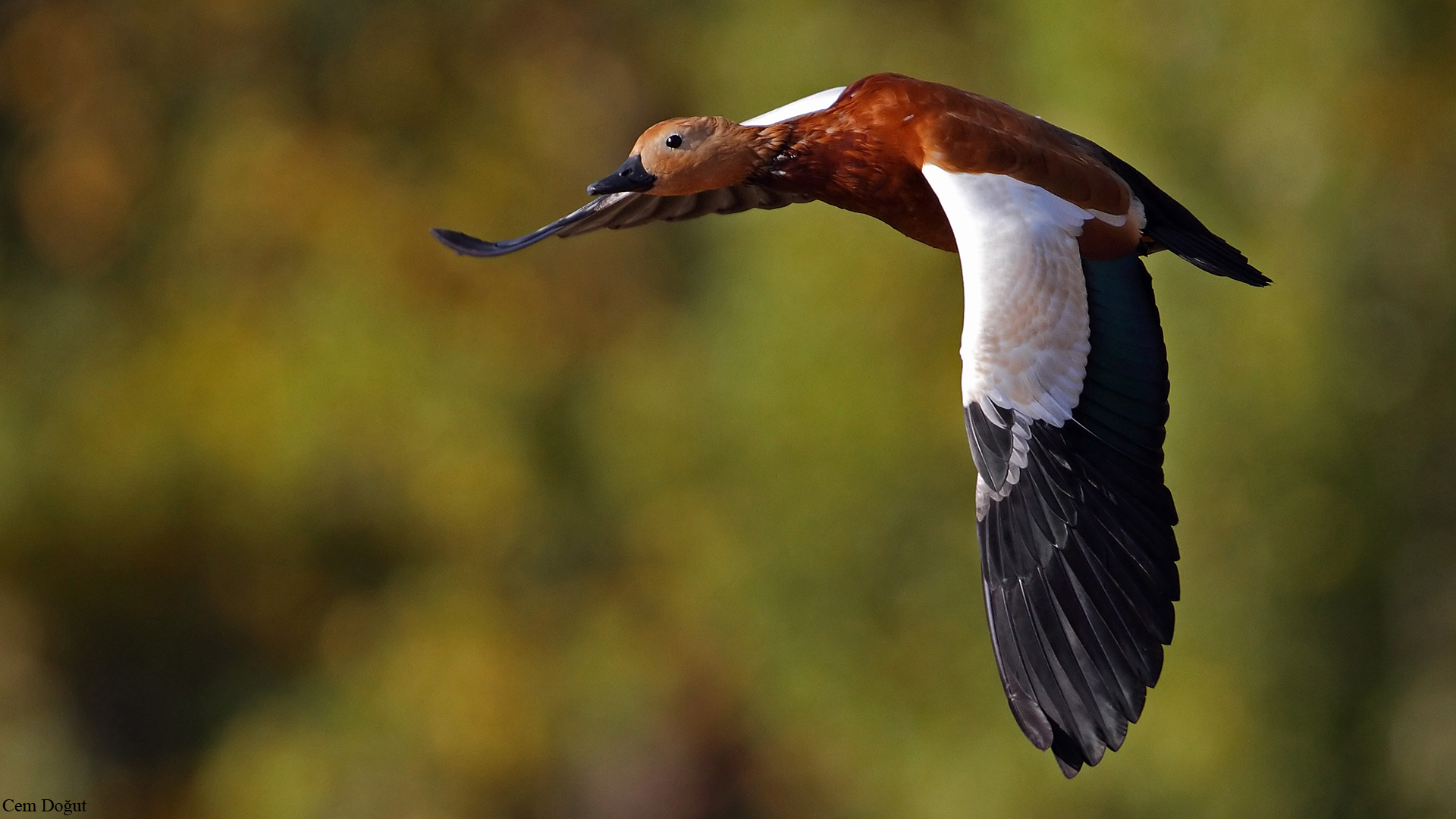 Angıt » Ruddy Shelduck » Tadorna ferruginea