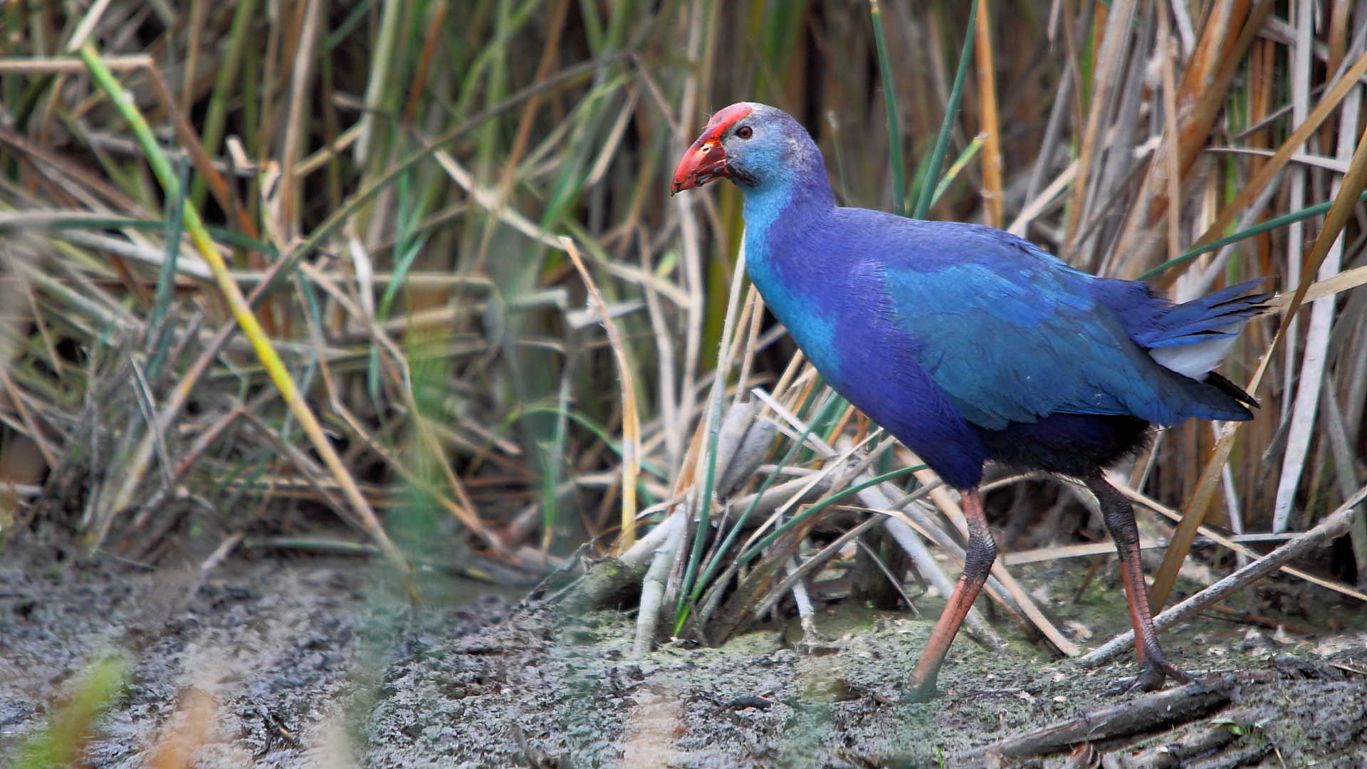 Sazhorozu » Purple Swamphen » Porphyrio porphyrio