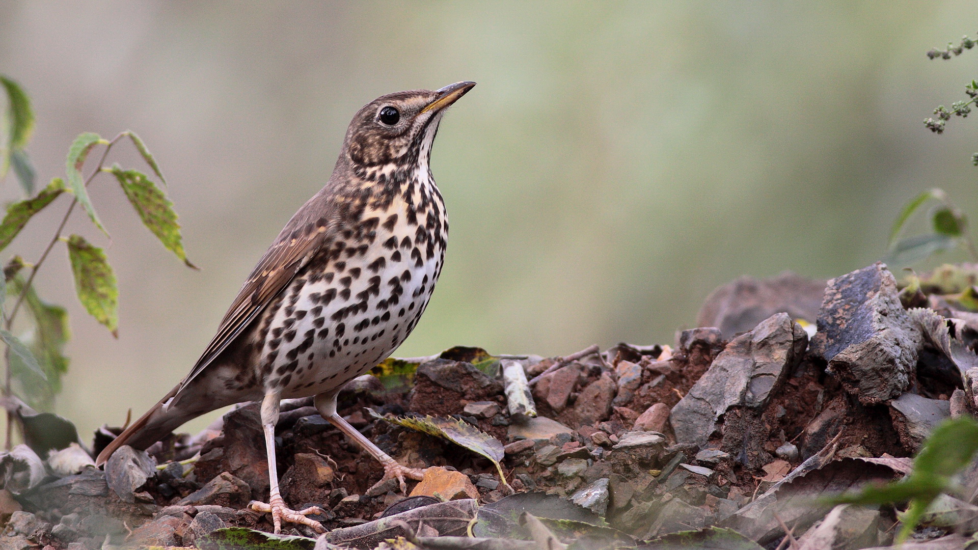 Öter ardıç » Song Thrush » Turdus philomelos