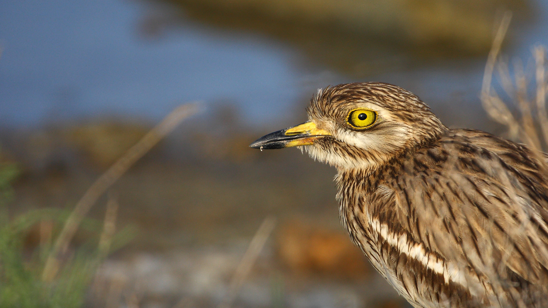 Kocagöz » Eurasian Stone-curlew » Burhinus oedicnemus