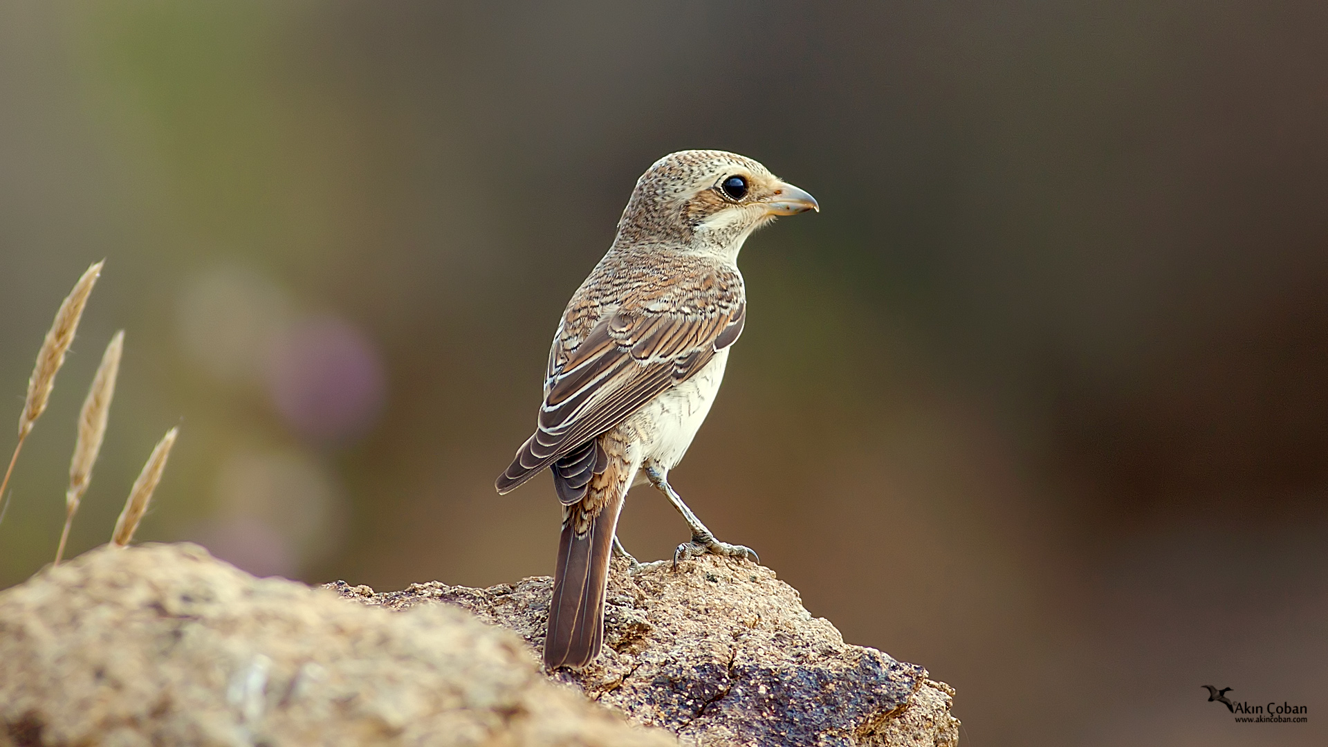 Kızılsırtlı örümcekkuşu » Red-backed Shrike » Lanius collurio