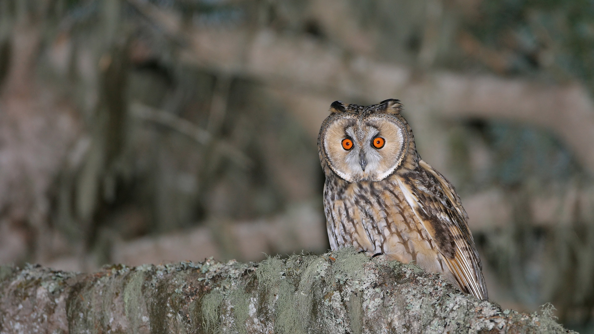 Kulaklı orman baykuşu » Long-eared Owl » Asio otus