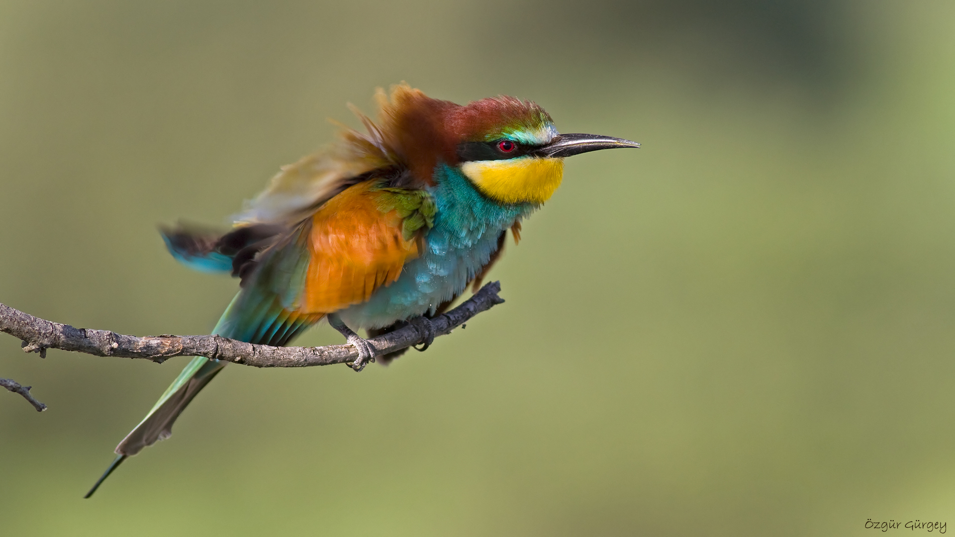 Arıkuşu » European Bee-eater » Merops apiaster