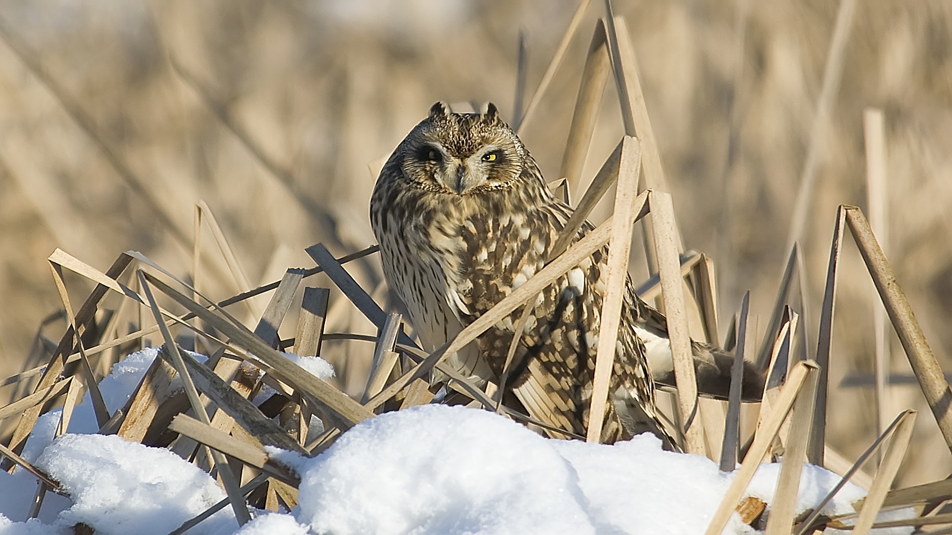 Kır baykuşu » Short-eared Owl » Asio flammeus