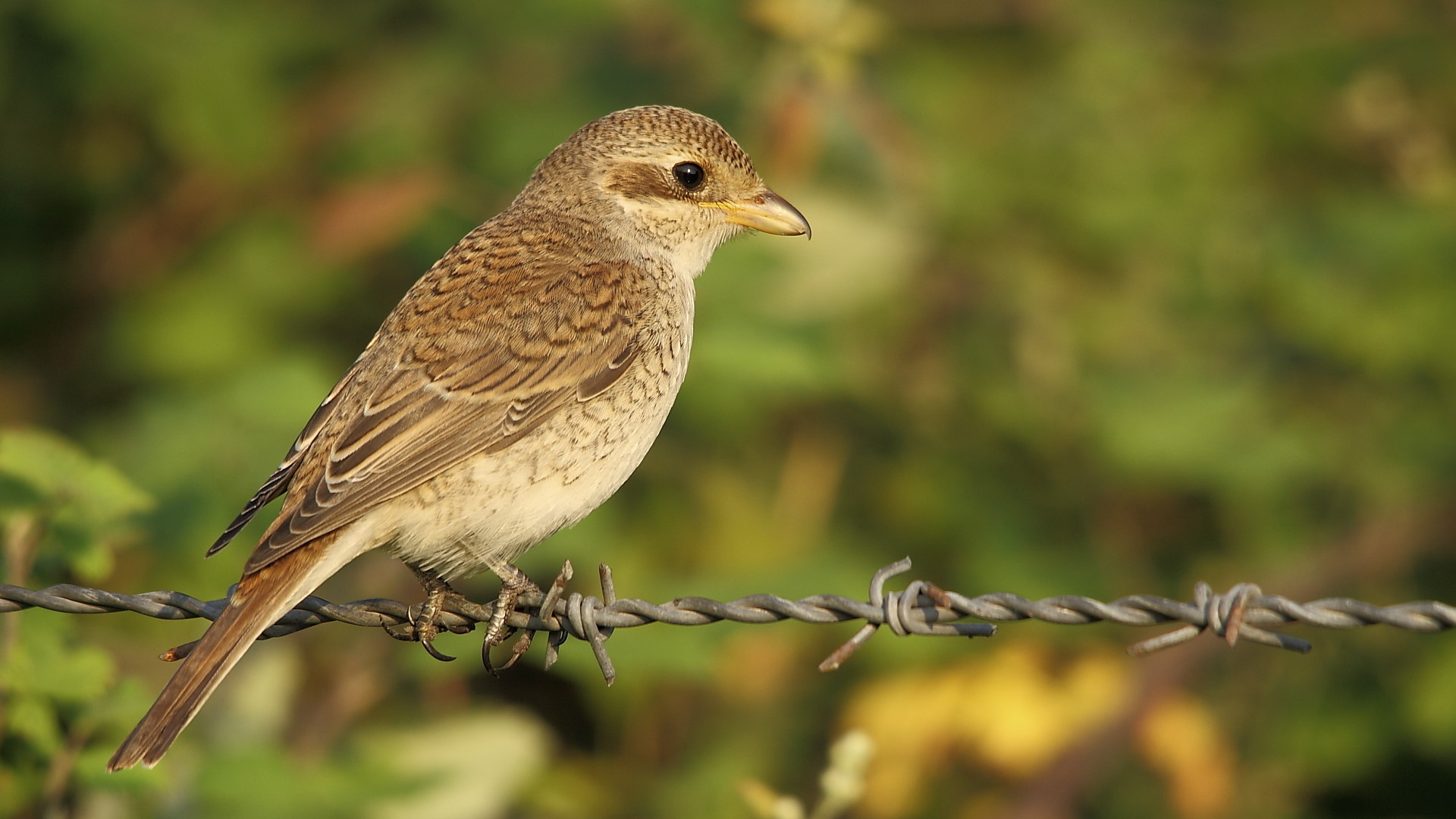 Kızılsırtlı örümcekkuşu » Red-backed Shrike » Lanius collurio