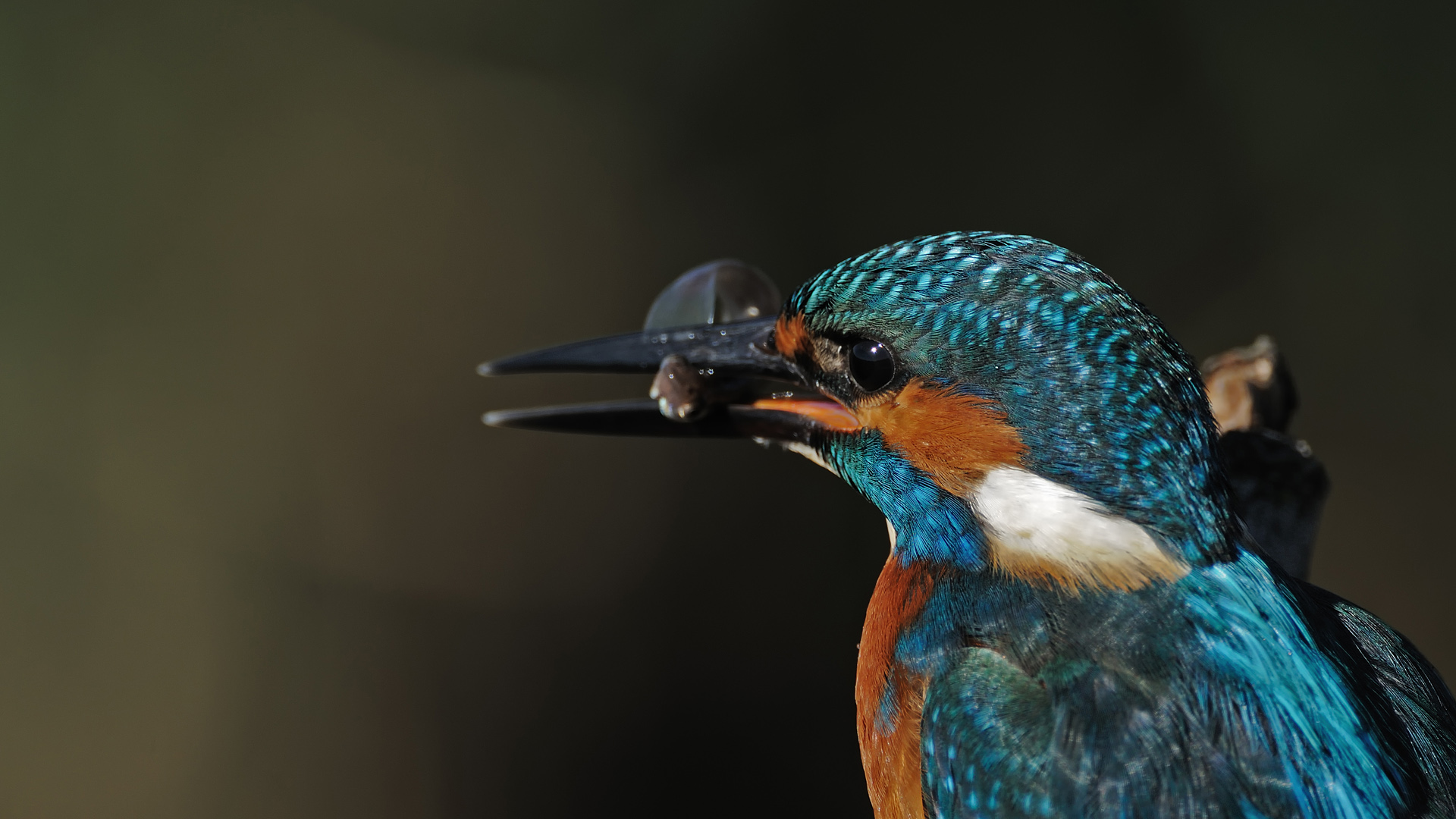 Yalıçapkını » Common Kingfisher » Alcedo atthis