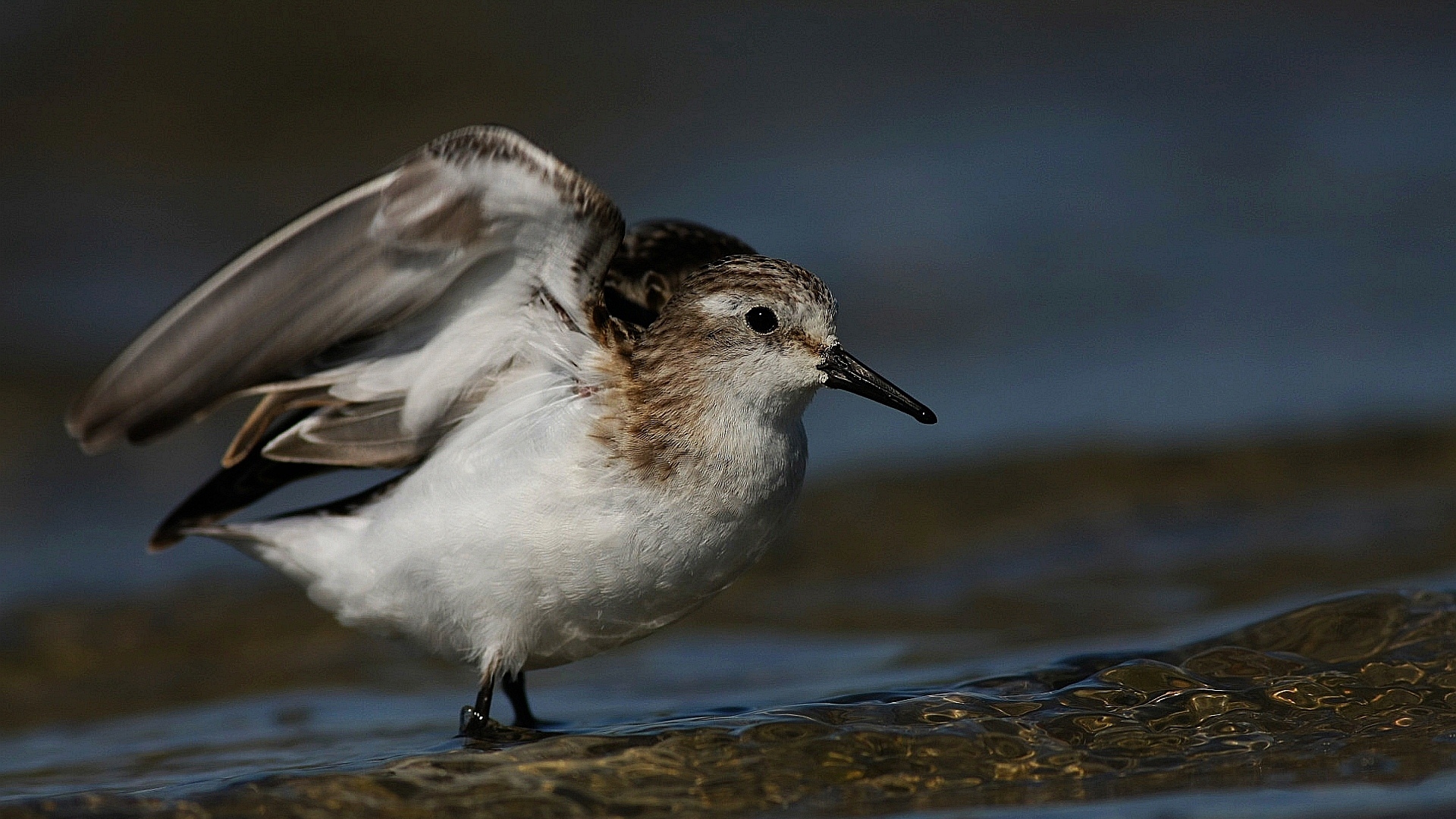 Küçük kumkuşu » Little Stint » Calidris minuta