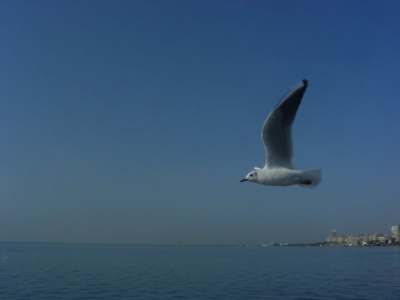 Karabaş martı