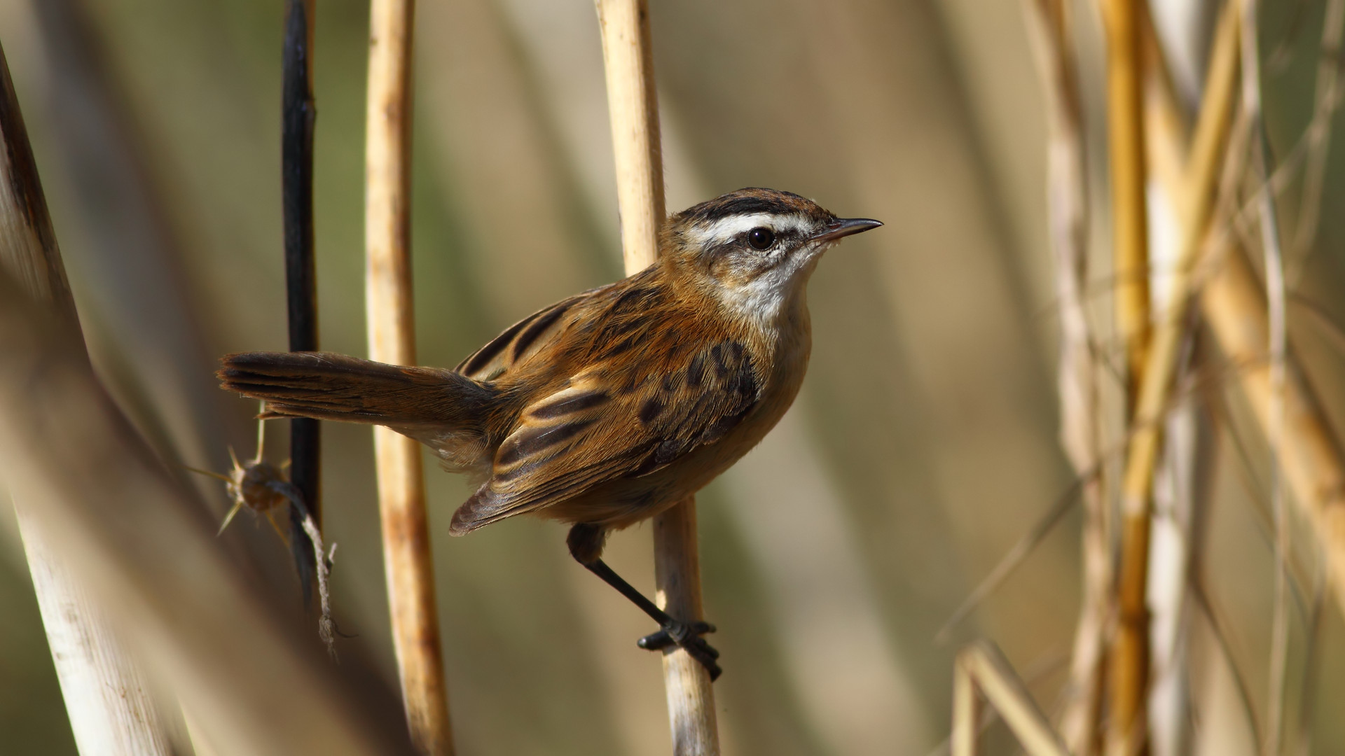 Bıyıklı kamışçın » Moustached Warbler » Acrocephalus melanopogon