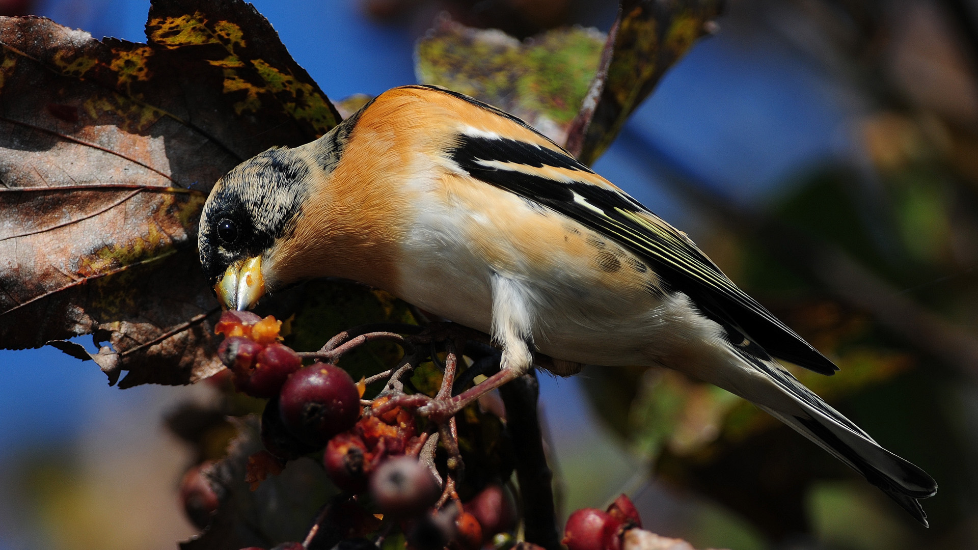 Dağ ispinozu » Brambling » Fringilla montifringilla