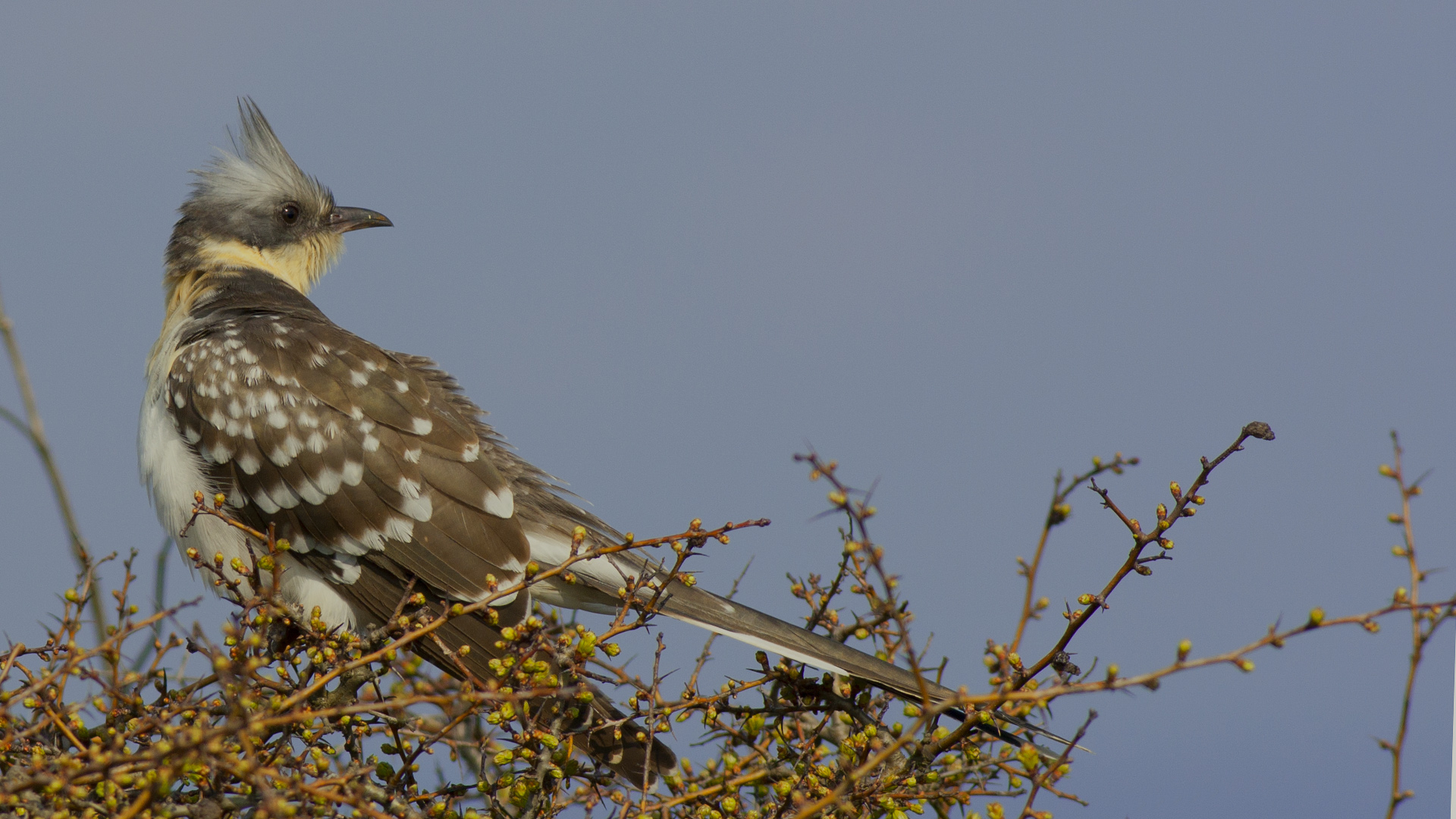 Tepeli guguk » Great Spotted Cuckoo » Clamator glandarius