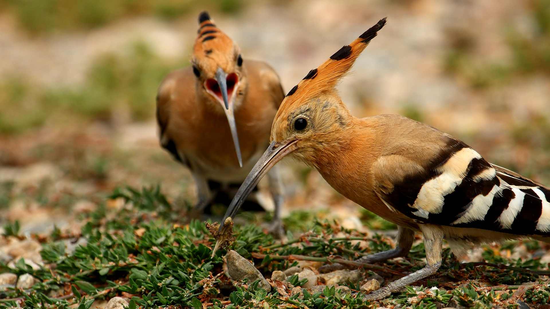 İbibik » Eurasian Hoopoe » Upupa epops