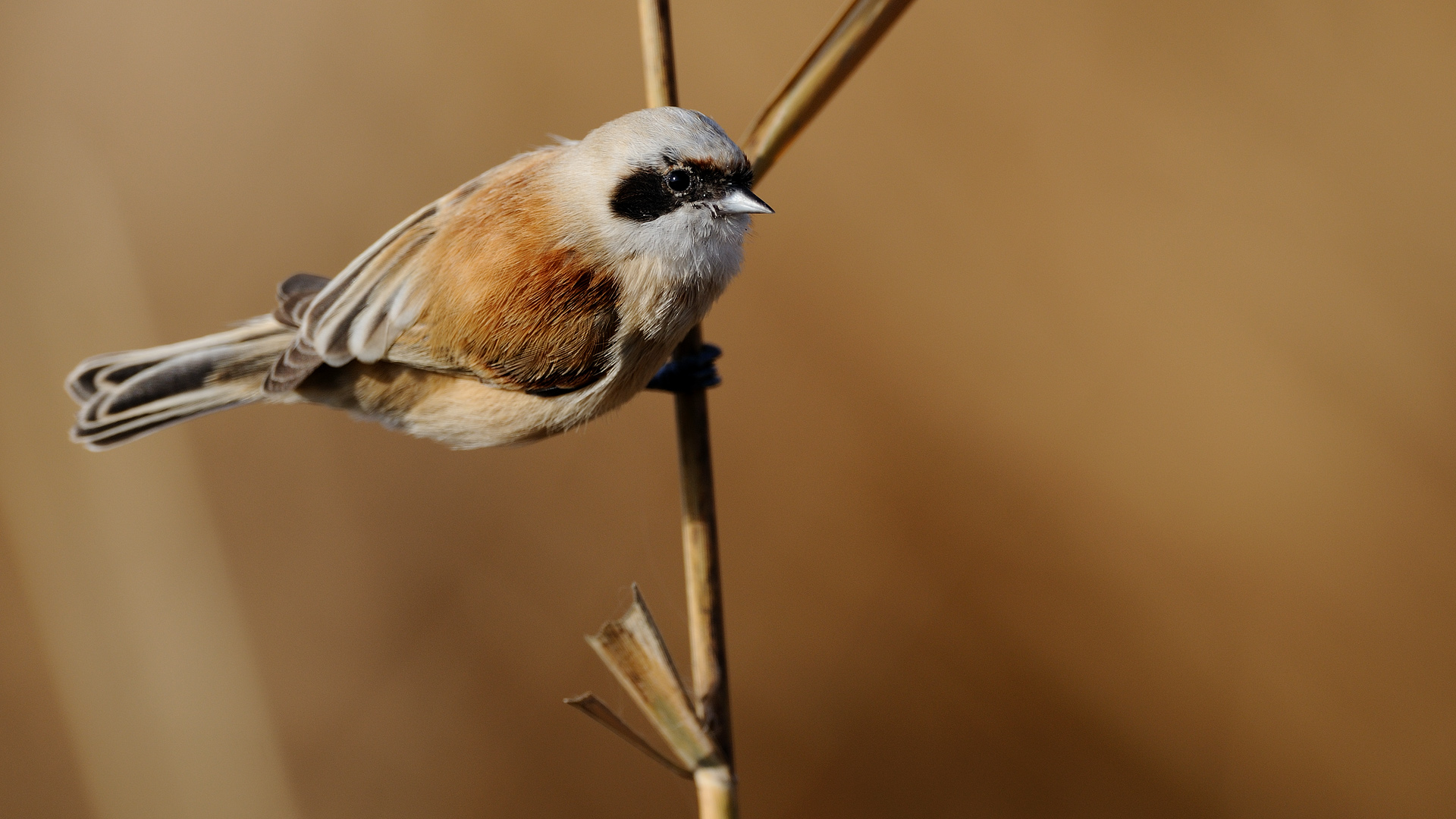 Çulhakuşu » Eurasian Penduline Tit » Remiz pendulinus